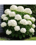 Hydrangea macrophylla Wudu в саду